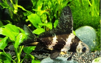 Парусник китайский чукучан (Myxocyprinus asiaticus)