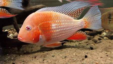 Цихлида Акарихтис Хеккеля Альбино (Albino Acarihthys heckelli) 3-4 см