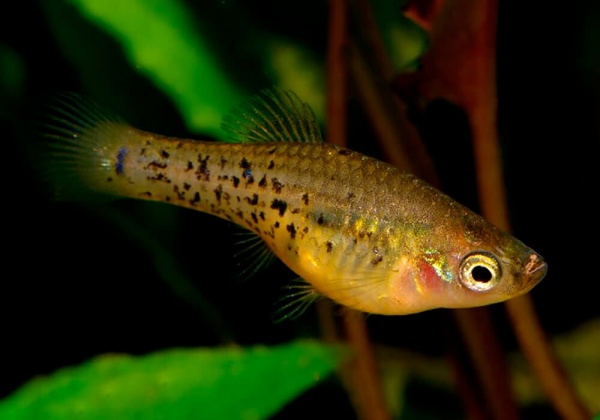 Меченосец Миллера ( Xiphophorus milleri)