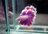 Петушок Халф Мун орхидея пурпурная самец (Betta male Halfmoon purple orchid)