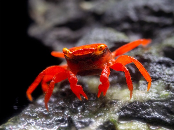 Краб Ред Руби (Geosesarma sp.) томат Самка