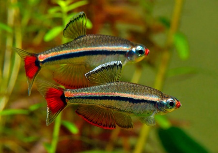 Кардинал (Tanichthys albonubes) 2 см