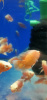 Цихлида Астронотус Красный 5 см  (astronotus-ocellatus Red)