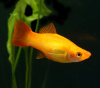 Меченосец Золотая комета (Xiphophorus helleri Golden)