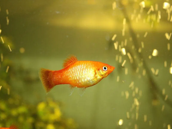 Пецилия золотая (Xiphophorus maculatus golden Platy)