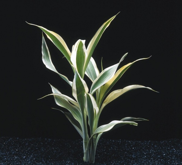 Драцена (Dracaena sanderina)