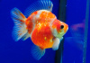 Риукин сакура короткохвостый (Goldfish Ryukin Sakura short tail)