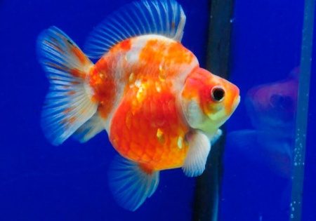 Риукин сакура короткохвостый (Goldfish Ryukin Sakura short tail)