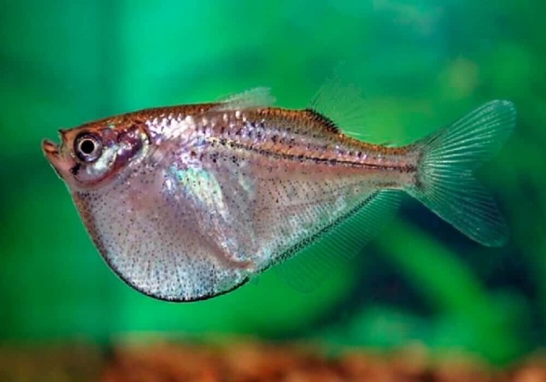 Серебряная клинобрюшка (Gasteropelecus levis)