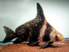 Парусник китайский чукучан (Myxocyprinus asiaticus)