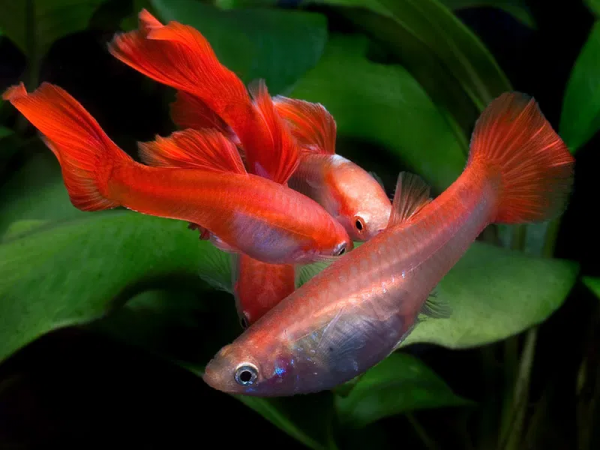 Гуппи розовый фламинго (Guppy pink flamingo)