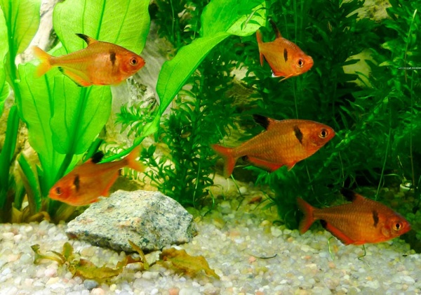 Тетра Серпас  Минор (Hyphessobrycon Callistus)