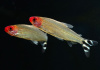 Родостомус, Тетра красноносая  (Hemigrammus rhodostomus, Hemmigrammus bleheri)