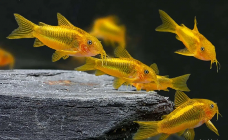 Коридорас Голд Страйп Неон  (Corydoras aeneus «Gold Stripe»)
