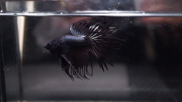 Петушок Коронохвостый черный дым самец (Betta Fish BLACK ORCHID CROWNTAIL)