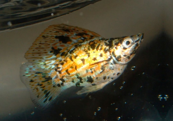 Моллинезия золотой мрамор баллон (Poecilia sphenops Gold Marble Molly balloon)