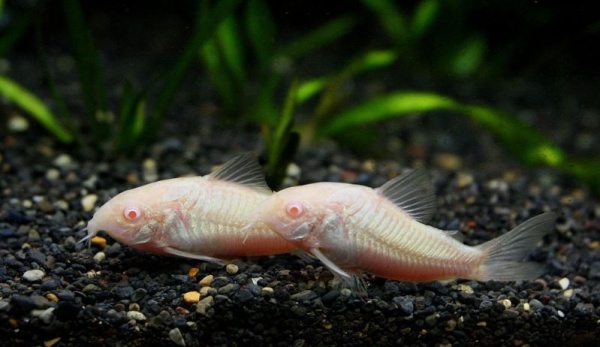 Коридорас Крапчатый Альбино (Corydoras paleatus) сом  2,5-2,8 см 