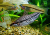 Хилодус Пятнистый  (Chilodus punctatus)  3,5-4 см