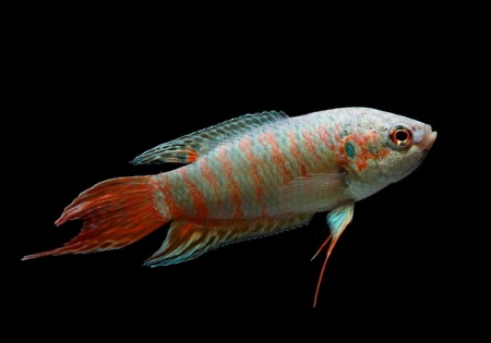 Макропод обыкновенный (Macropodus-opercularis)