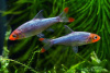 Расбора Савбва или Красноносая расбора (Sawbwa resplendens)