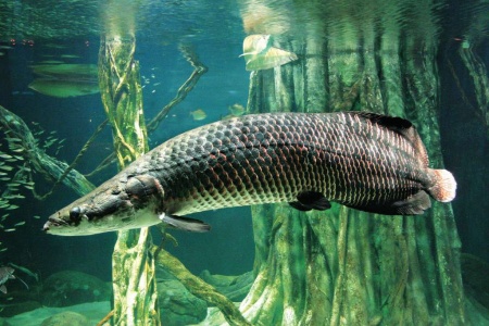 Арапаима гигантская (лат. Arapaima gigas) 10-15 см (малек)