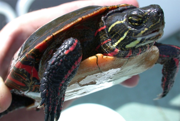 Западная Расписная Краснобрюхая черепаха (Pseudemys rubriventris)