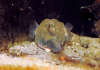 Тетрадон Свинорылый (Tetraodon suvattii)