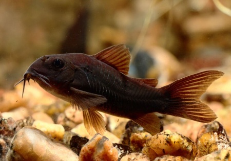Коридорас Венесуэла Блэк (Corydoras Aeneus Black) сом