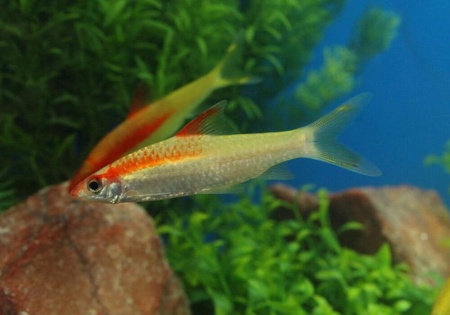 Барбус денисони золотой (Barbus denisonii gold)