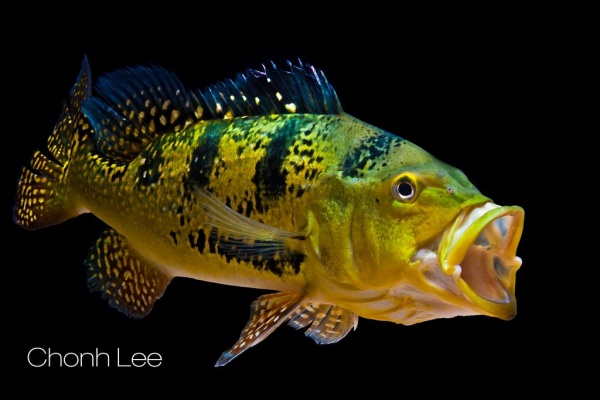 ЦИХЛА КЕЛБЕРИ (Cichla kelberi) 4-4,5 см