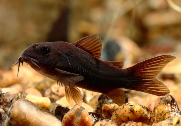 Коридорас Венесуэла Блэк (Corydoras Aeneus Black) сом