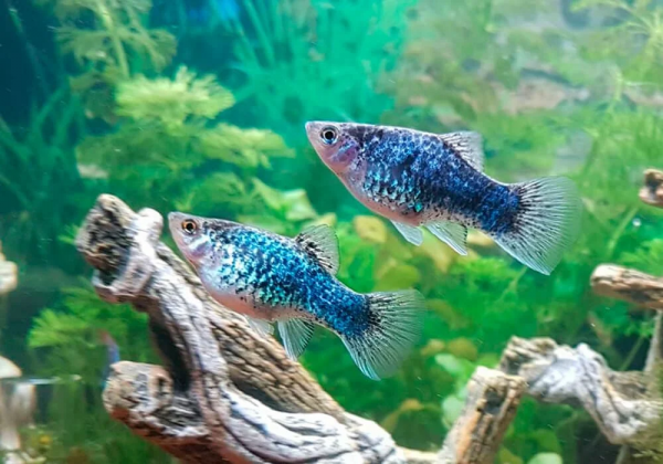 Пецилия голубая ситцевая (Xiphophorus maculatus Blue Calico Platy)