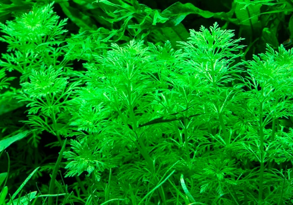 Лимнофила сидячецветковая (Limnophila sessiliflora)