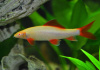 Лабео альбинос (Labeo frenatus albino)
