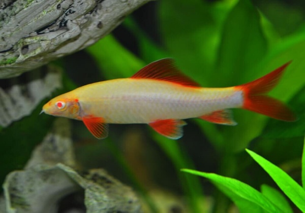Лабео альбинос (Labeo frenatus albino)