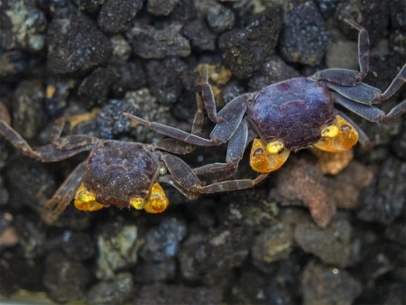 Краб Вампир Лекауда Самка  (Geosesarma sp. “lecauda”)