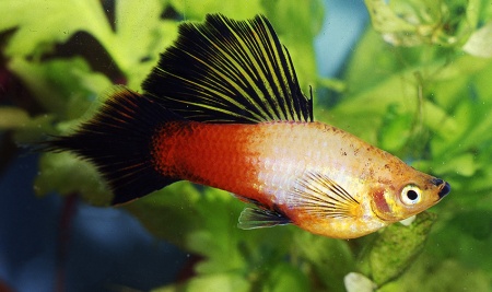 Пецилия триколор (Xiphophorus maculatus Showa Tricolor Platy)