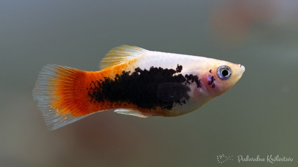 Пецилия красно белый смокинг  (Xiphophorus maculatus Red & white tuxedo Platy)