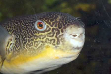 Тетрадон Мбу (Tetraodon mbu) Гигантский 25 см
