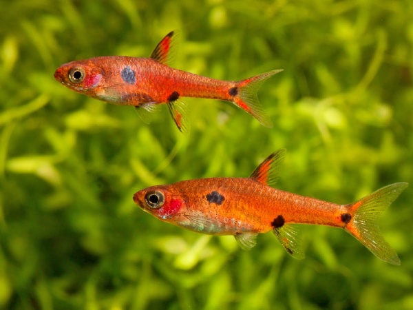 Микрорасбора макулата  (Boraras maculatus) 1,5-1,8 см