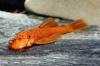 Анциструс красный (Ancistrus dolichopterus red) рэд сом - присоска.5-6 см