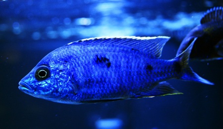 Цихлида Копадихромис Азуреус (Copadichromis azureus)