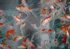 Золотая рыбка Комета красно-белая (Goldfish Comet red-white)
