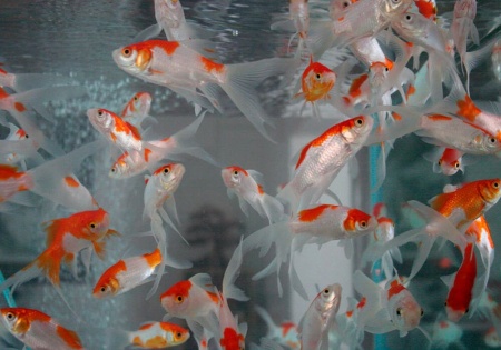 Золотая рыбка Комета красно-белая (Goldfish Comet red-white)
