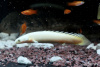 Полиптерус сенегальский альбинос (Polypterus senegalus albino) 5-6 см 