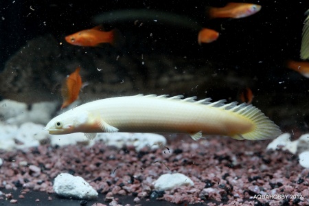 Полиптерус сенегальский альбинос (Polypterus senegalus albino) 5-6 см 