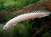Полиптерус сенегальский альбинос (Polypterus senegalus albino) 5-6 см 