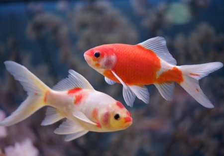 Золотая рыбка Комета сакура (Goldfish Comet Sacura)