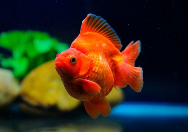 Риукин красный короткохвостый (Goldfish Ryukin red short tail)
