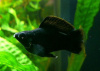 Моллинезия черная баллон (Poecilia sphenops black Molly balloon)